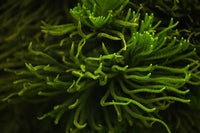 Ingredient 3