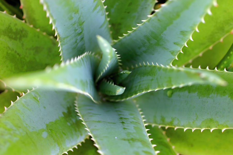 From Acne to Anti-Aging: Aloe Vera Gel for All Your Skincare Needs