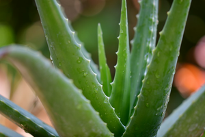 An image of an aloe vera plant 
