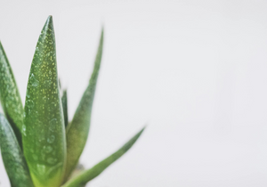 close-up of a pointed aloe vera plant