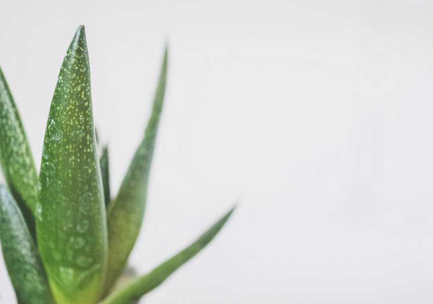 Aloe Vera’s Secret Benefits: More Than Just Sunburn Relief