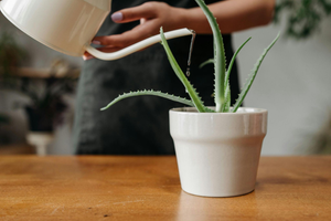 Aloe vera plant being watered, with water being poured over its leaves.