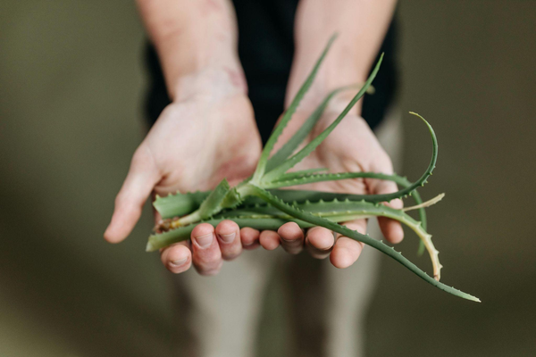 Close-up of a person’s hands holding aloe vera stems.