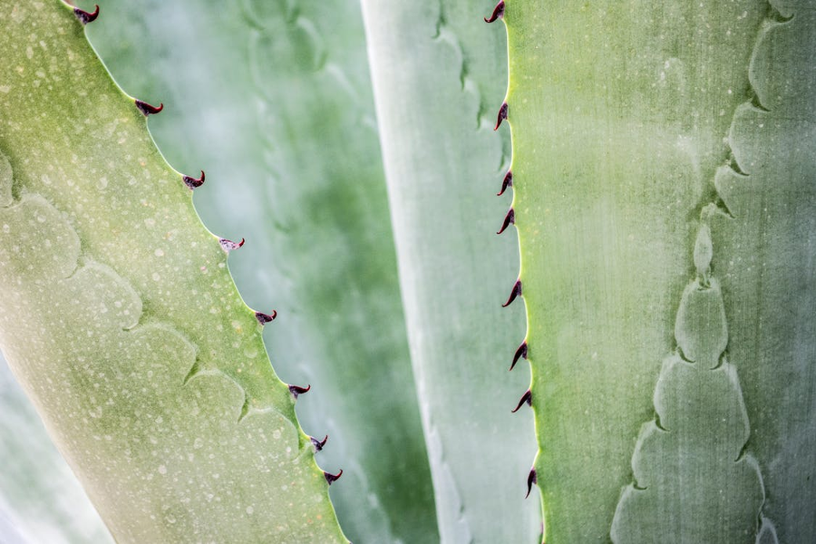 All You Need to Know About Harnessing the Power of Aloe Vera for a Natural Skincare Routine