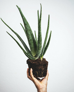 A person holding an aloe vera plant. 