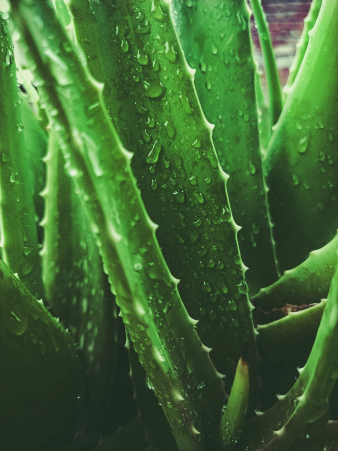How to Spot the Best All-Natural Aloe Vera Gel Online