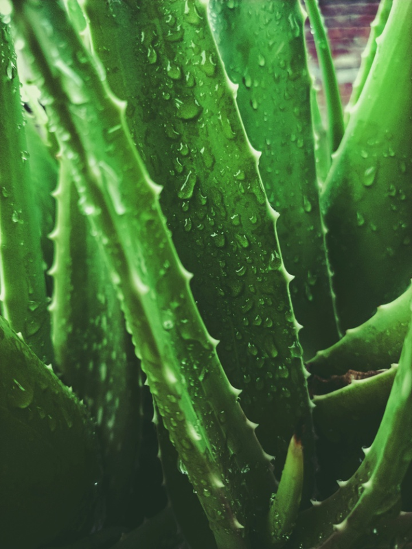 How to Spot the Best All-Natural Aloe Vera Gel Online