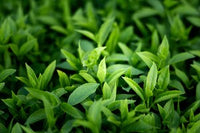 Ingredient 4
